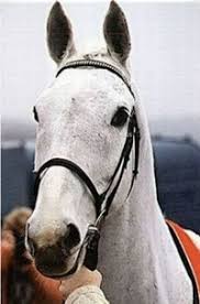 MikeWass2's tweet photo. OTD 1983 Desert Orchid (Colin Brown) won for the first time, when he beat Lucky Rascal by 20 lengths in a Novice Hurdle @Ascot. Dessie's brilliant 34-win career included King George VI Chase x 4, Cheltenham Gold Cup &amp; 🇮🇪  Grand National. 🏇 #EquineLegend #RacingMemories https://t.co/bBwEbce4Pv