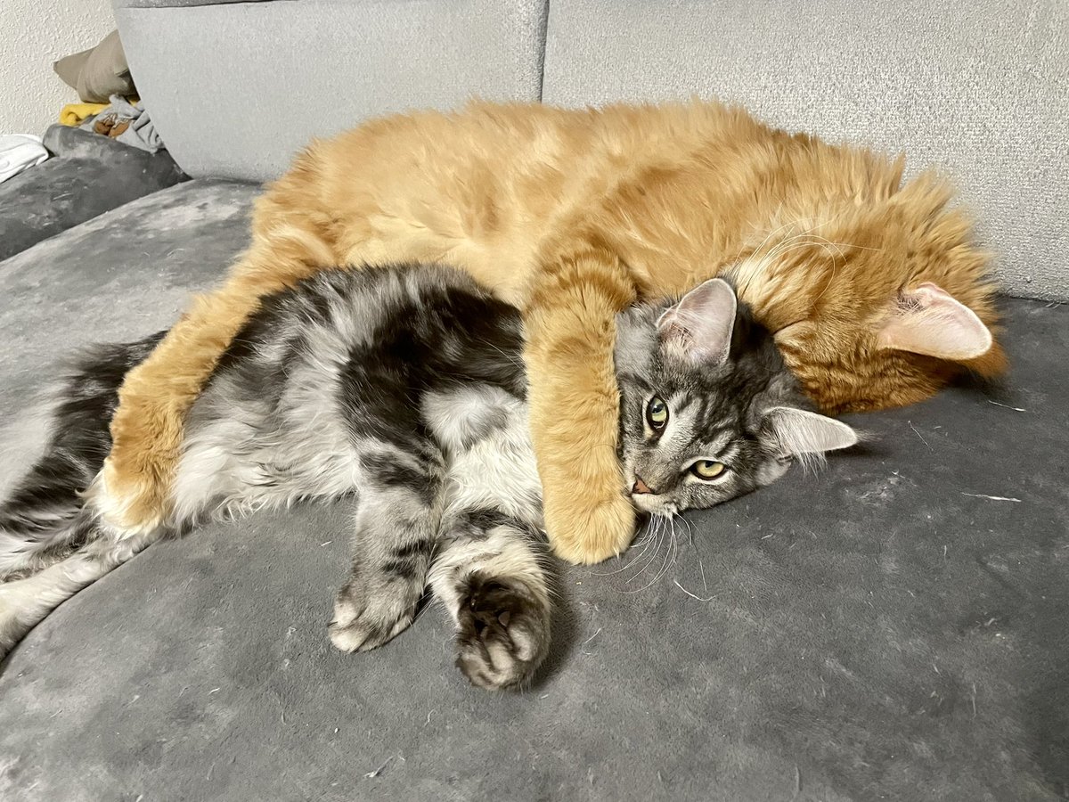 iamkerobero's tweet photo. Un petit câlin entre copains 🥰 Bon week-end à tous 😘 https://t.co/ArXD68S622