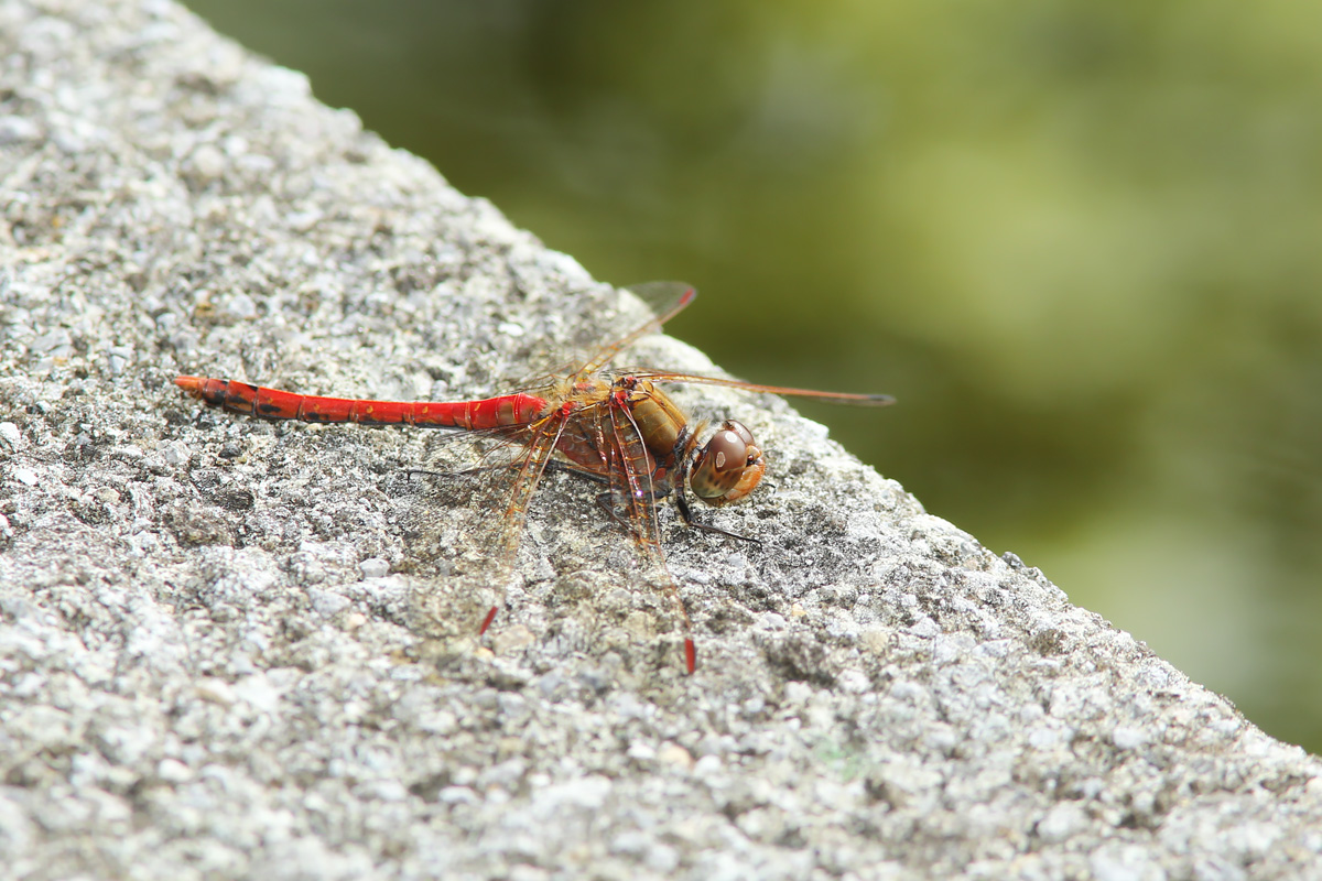 ぱて Pate7775 Twitter ぱて Pate7775 Twitter