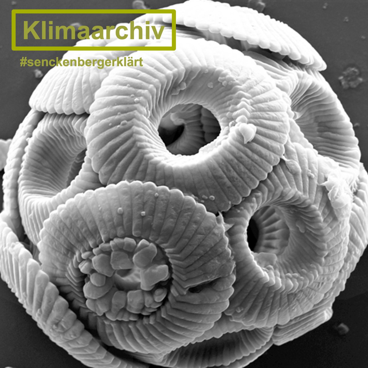 Senckenberg's tweet image. Als „Klimaarchive“ speichern versteinerte Überreste von Tieren und Pflanzen oder Ablagerungen in Eis und Gesteinen Informationen zum #Klima der Vergangenheit – z.B. Coccolithophoriden, mikroskopisch kleine Kalkalgen. 👩‍🔬🐚🌏 #klimawissenschaffen #senckenbergerklärt @goetheuni