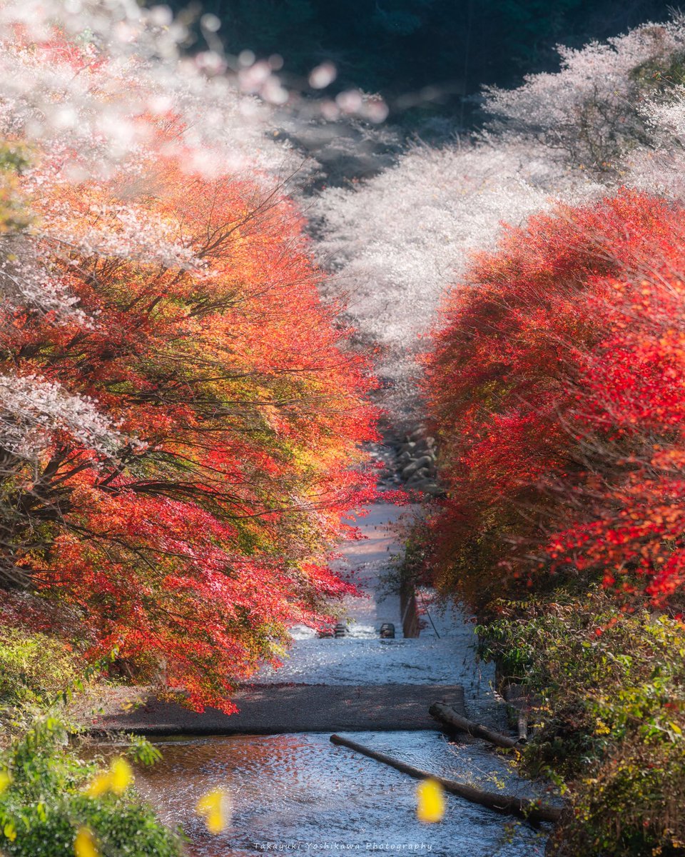 日本には紅葉と桜を同時に見られる絶景がある
