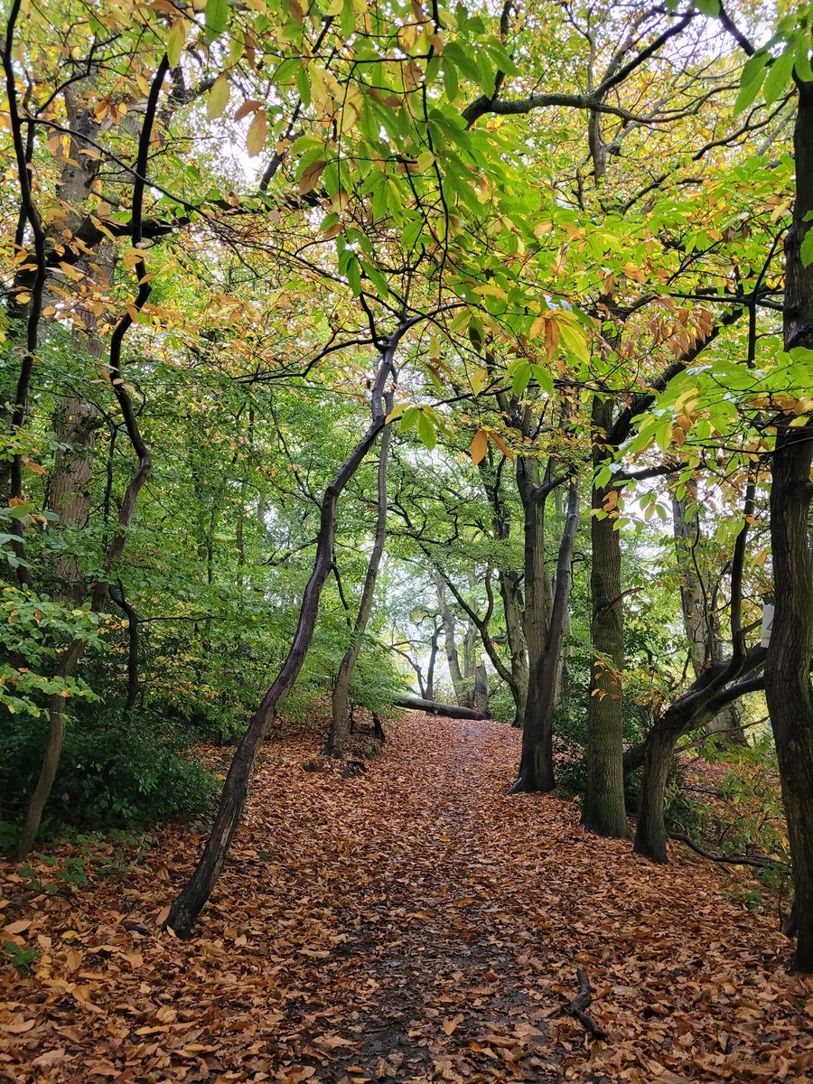 Runningcircles_'s tweet photo. Love the #autumncolours
Rest day from training.
Dog walk then family time.
Still loving the hoodie @worrylessdesign
#worrylessrunmore https://t.co/2g6lV6n0Ga