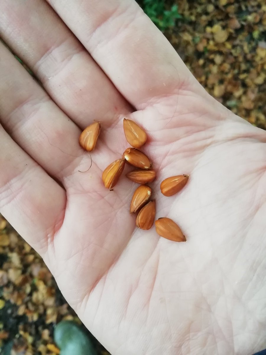 Joe Crossland tweet media