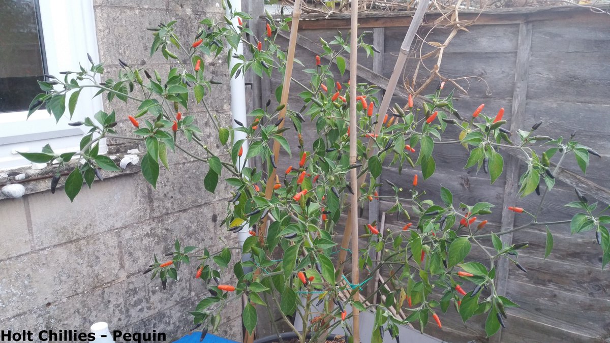 ChilliesHolt's tweet photo. Another harvest from my Pequin chilli plants, while the weather still remains mild! :-) #Pequin #chillies https://t.co/pp4W2WeAkQ
