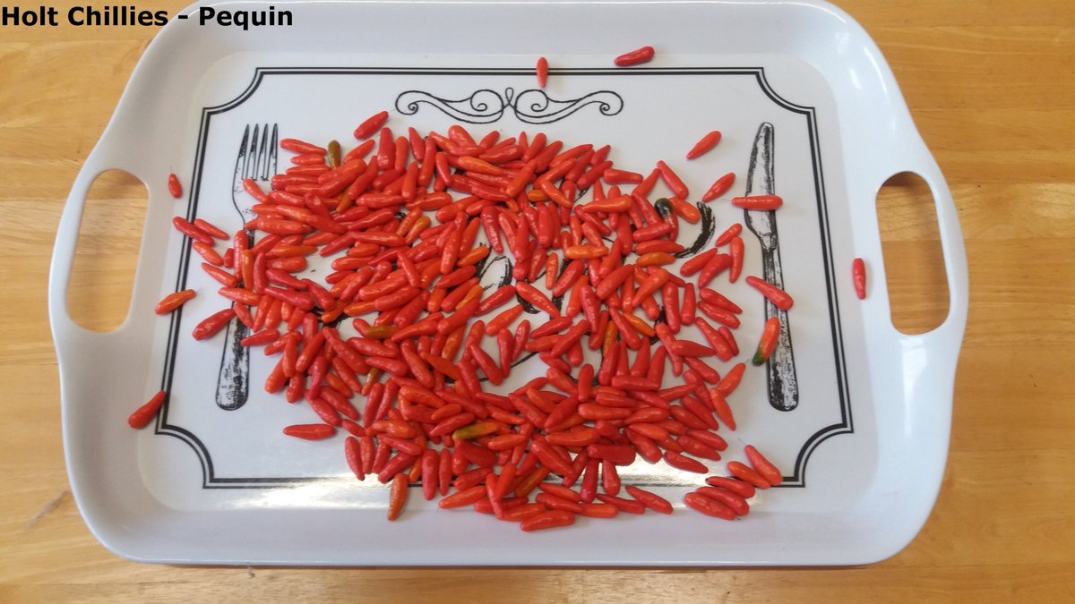 ChilliesHolt's tweet photo. Another harvest from my Pequin chilli plants, while the weather still remains mild! :-) #Pequin #chillies https://t.co/pp4W2WeAkQ