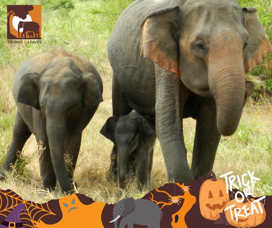 TrunksNLeaves's tweet photo. We have a special treat for you – and no tricks! 🎃 Get a chance to win a treat - a Standard virtual adoption kit - by following the steps below. Show your support to #Asianelephant conservation and join our cohort of adopters! https://t.co/YdAC7vzssF https://t.co/4KMBGVaUae