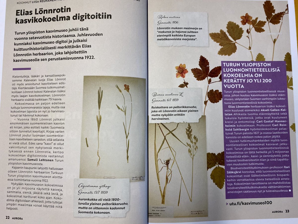 Juuri ilmestyneessä Aurorassa (<a href="/UniTurku/">Turun yliopisto - University of Turku</a>) on artikkeli yliopistomme luonnontieteellisestä kokoelmista. Kuvituksena Elias Lönnrotin upeat kasvit 🐝☘️. Yli 5 miljoonaa näytettä kattavat tieteelliset kokoelmat ovat myös historiallisesti arvokkaat. #biodiversiteetti #luontokato