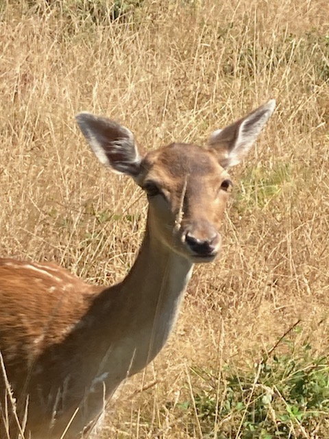 [3 BONNES RAISONS]: de venir nous voir aujourd'hui samedi ou demain dimanche :
1) le beau temps et la douceur sont là !
2) c'est le #weekend !
3) c'est (toujours) les #vacances !
ludogaia.fr
#sortie #famille #nature #AuvergneRhôneAlpes #Isère #Lyon #BalconsduDauphiné