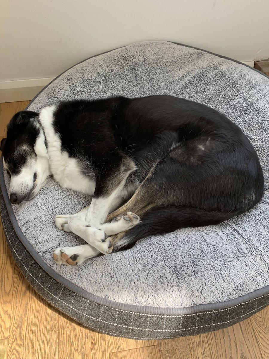 Bethcw_'s tweet photo. Saturday lie in #bordercollie #dogsoftwitter https://t.co/UgTAjUxj4o