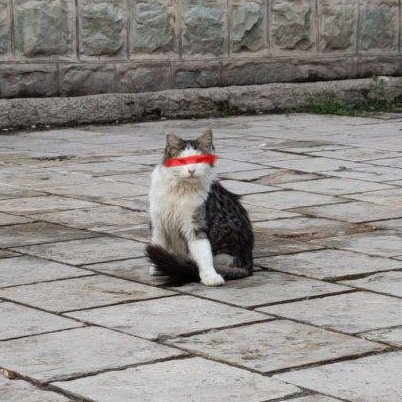 morj04's tweet photo. سیاسی ترین گربه تاریخ
اگه شناختینش دوست خوبمید :)) #مهسا_امینی https://t.co/ofEqS21bmP