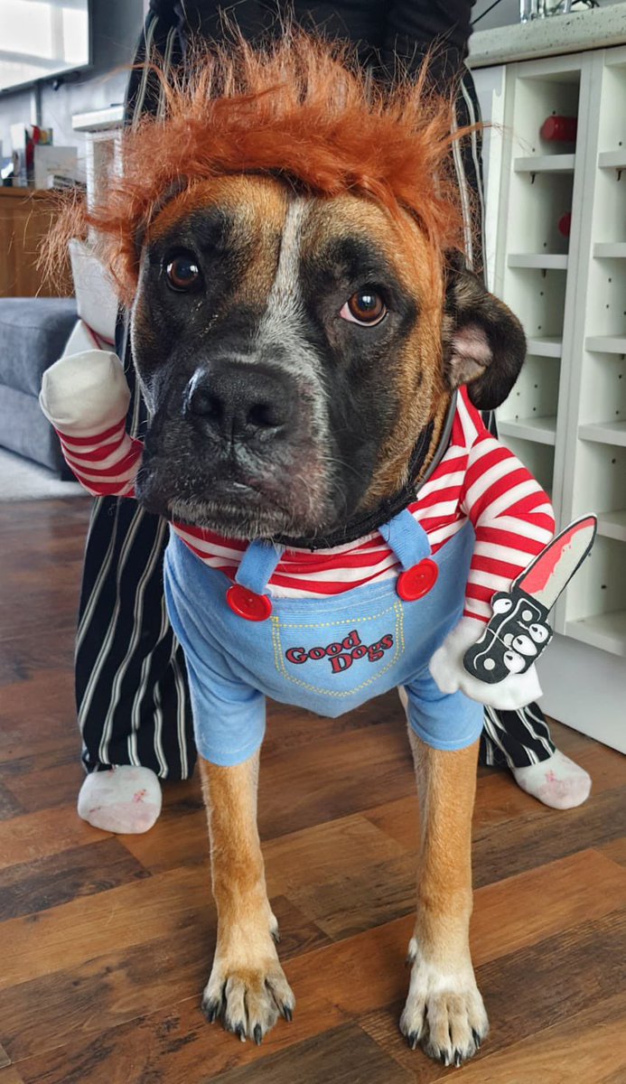 PoliceDogDorset's tweet photo. Can you guess who Boss Dog has dressed up as for his Halloween picture… 

Excellent entry by @InspKewley, setting the bar high for handlers 😂🐾

#dorsetpolice #HappyHalloween #policedogs https://t.co/zmCHTlx4gS