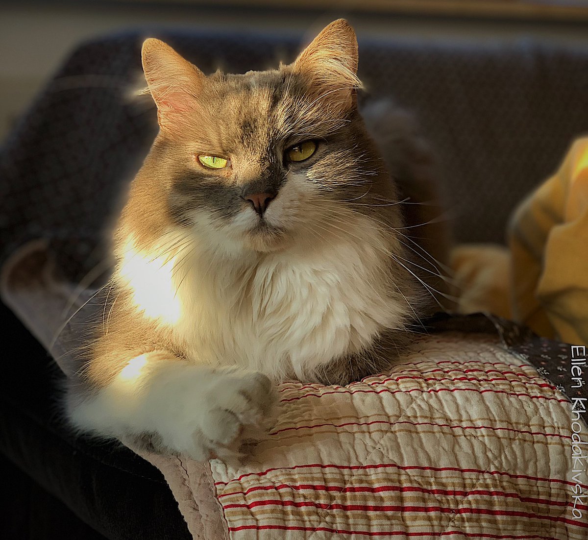 khodakivska_e's tweet photo. Cat Josef and I have never thought that our small book could turn into something big and solid! But it happened!🖋📖🐈‍⬛
Thank you, @PerspectivePub1 for believing in us and our creation!🙏🏼📖🐈‍⬛
Dreams come true!🤗
Happy Caturday!📖🐈‍⬛🫶🏼
#writerslife #CatJosef #WritingCommunity https://t.co/rk3fVUznkO