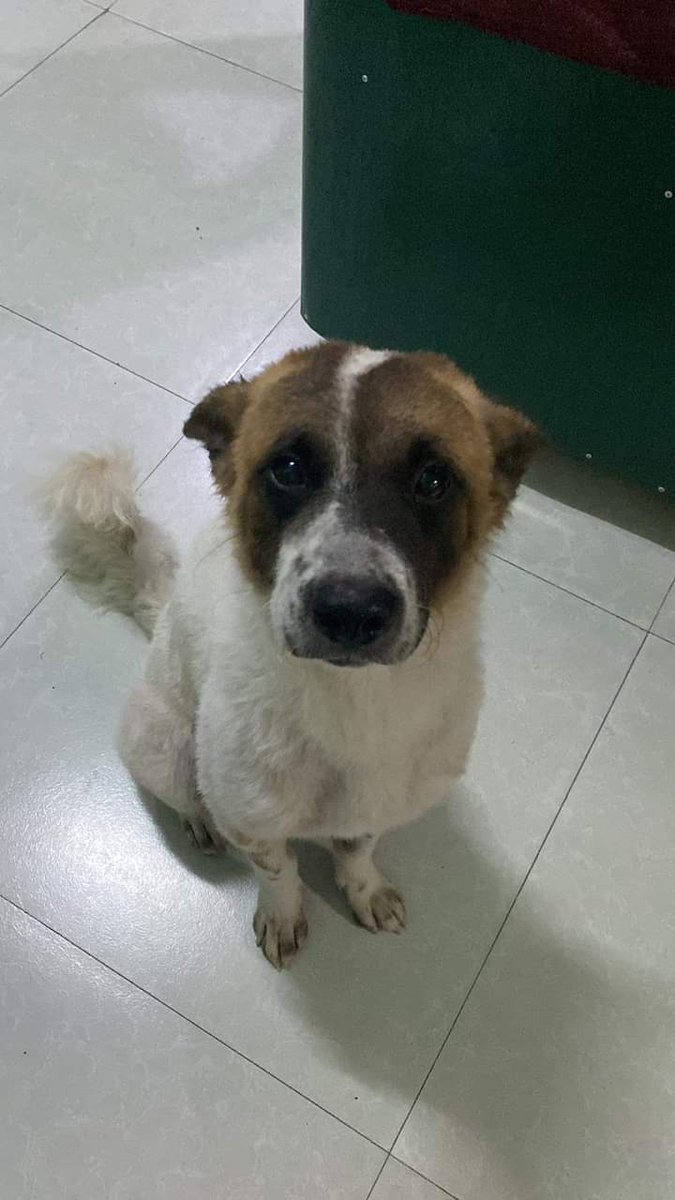 s4shem's tweet photo. helping a fam member, pls rt to spread !!

baka nakita n'yo po si mochie, last seen po on paco obando bulacan or around tawiran obando bulacan. dm me po if nakita or nahagilap n'yo po if you're around the area or kahit saan malapit po doon🥹 thank uu! https://t.co/cTneOYk6wy