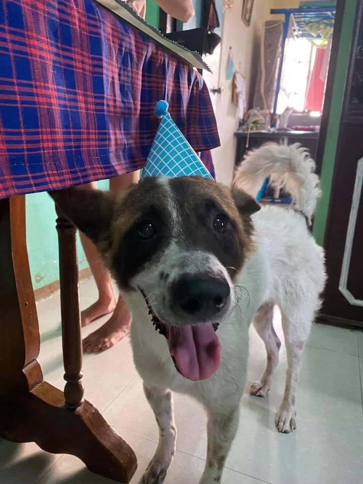 s4shem's tweet photo. helping a fam member, pls rt to spread !!

baka nakita n'yo po si mochie, last seen po on paco obando bulacan or around tawiran obando bulacan. dm me po if nakita or nahagilap n'yo po if you're around the area or kahit saan malapit po doon🥹 thank uu! https://t.co/cTneOYk6wy