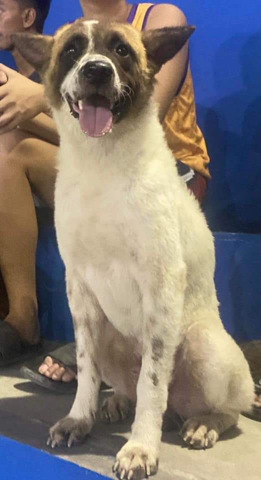 s4shem's tweet photo. helping a fam member, pls rt to spread !!

baka nakita n'yo po si mochie, last seen po on paco obando bulacan or around tawiran obando bulacan. dm me po if nakita or nahagilap n'yo po if you're around the area or kahit saan malapit po doon🥹 thank uu! https://t.co/cTneOYk6wy