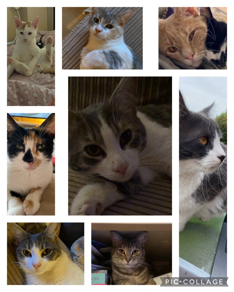 The babies 😻 #internationcatday 🐾