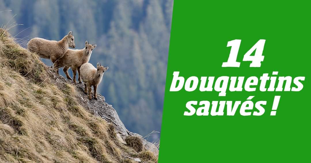Plus de nouveaux abattages cette année 😍
Après avoir fait procéder en urgence à 61 abattages, le préfet vient d'abroger son arrêté. 🥳
Il n'y aura pas d'audience en référé jeudi prochain et les 14 bouquetins non marqués survivants ne seront pas abattus 😊