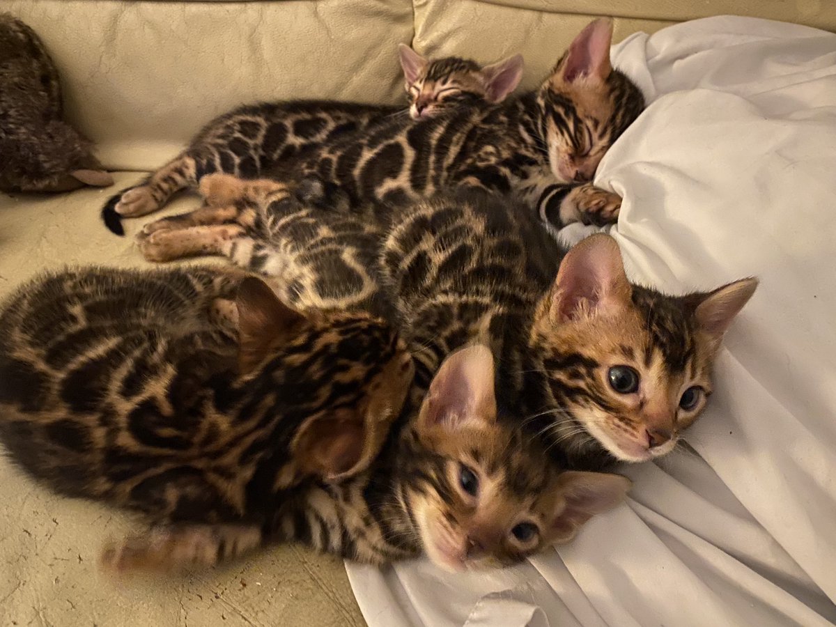 ProductsToShop's tweet photo. ⭐️ Monster Pet Supplies💥 Save up to 40% on Applaws Cat Food 👀https://t.co/rGQMSgViNn ⏰ Ends: 31/10/2022 10:20
#Applaws #CatFood #discount #CatsOfTwitter #Caturday #bengals #bengalcats #bengalkitten #bengalkittens #kittensoftwitter #kittens https://t.co/LguHiFgnCf