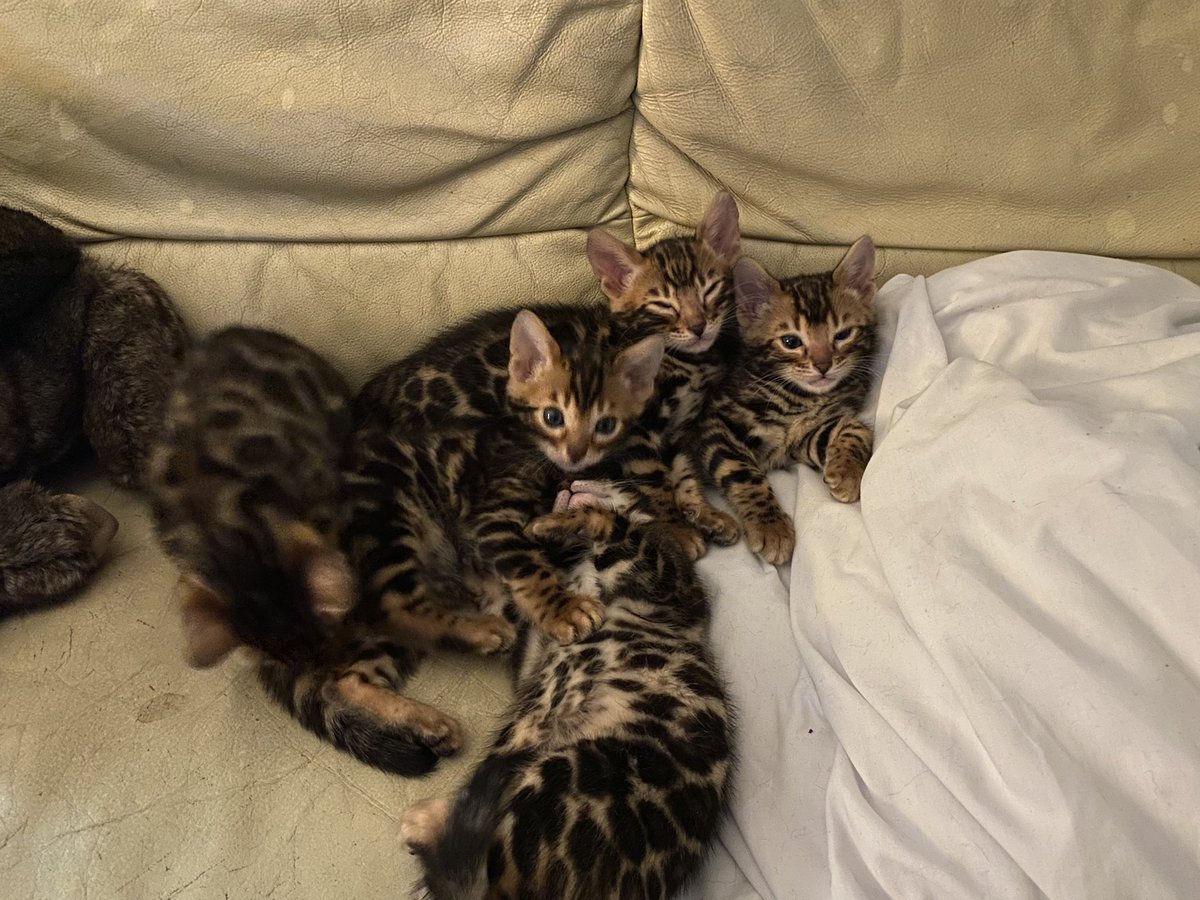 ProductsToShop's tweet photo. ⭐️ Monster Pet Supplies💥 Save up to 40% on Applaws Cat Food 👀https://t.co/rGQMSgViNn ⏰ Ends: 31/10/2022 10:20
#Applaws #CatFood #discount #CatsOfTwitter #Caturday #bengals #bengalcats #bengalkitten #bengalkittens #kittensoftwitter #kittens https://t.co/LguHiFgnCf