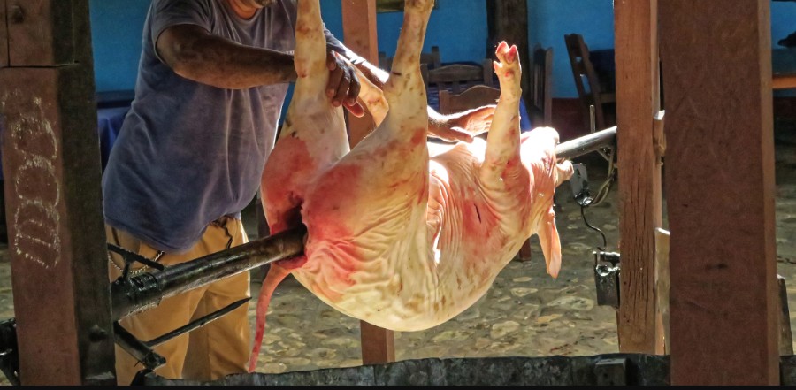 This was a highly intelligent, [more intelligent than a dog] loving and fun-loving animal. Then the quintessential form of cruelty came along in the shape of humans and this was the result. We don't need to torture and kill animals like this. Violence against animals is sick.