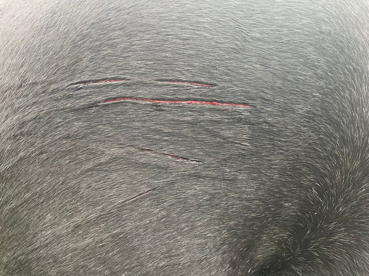 bhietberg's tweet photo. Spreek je mensen die een aanval vermoeden bij hun dieren? 
Alsjeblieft! 
Blijf van de wonden af, laat ze eerst bekijken door dierenarts en/of bij12 deskundige. Ondanks alle interviews/inspanningen blijkt dit niet bij iedereen duidelijk. 😕 https://t.co/9LJpo6S2qR