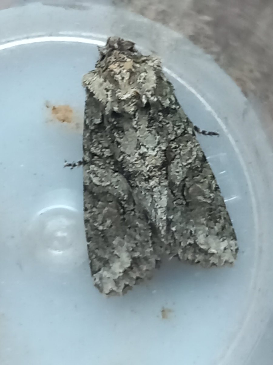 robdean9's tweet photo. Could I have a bit of help with this one I keep looking at knot grass but not sure both pics are the same moth @MOTHIDUK https://t.co/03hyJwz0TY