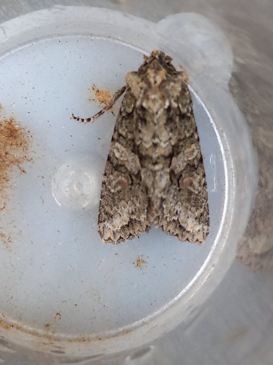 robdean9's tweet photo. Could I have a bit of help with this one I keep looking at knot grass but not sure both pics are the same moth @MOTHIDUK https://t.co/03hyJwz0TY