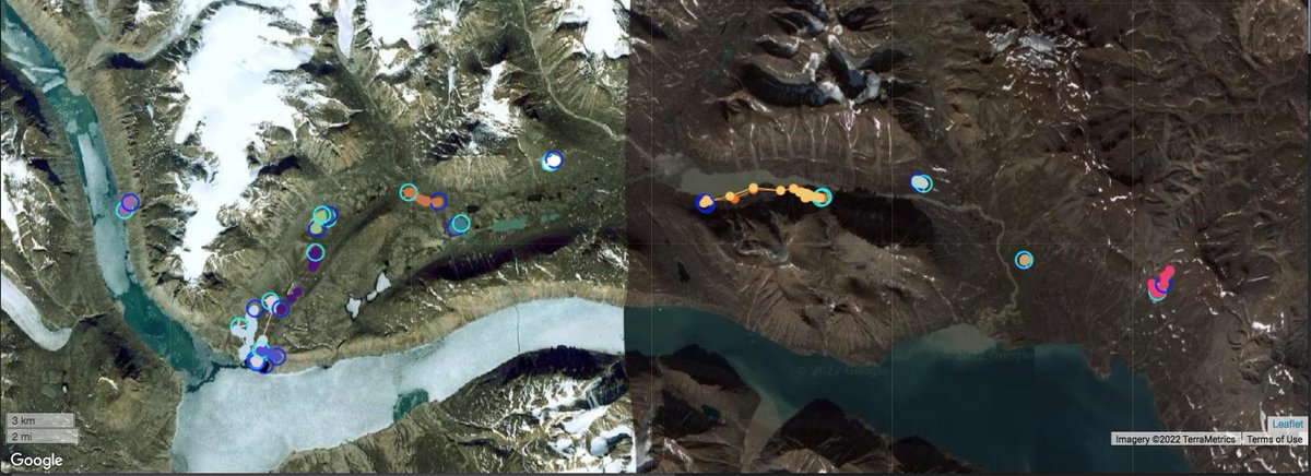 Lars_Holst's tweet photo. Have been testing the Live Feed from the #Vectronic Aerospace Inventa Portal to #Movebank. So cool to have the latest position stream to movebank automatically ;)
#muskoxen #movementecology https://t.co/DcXm1ybzen