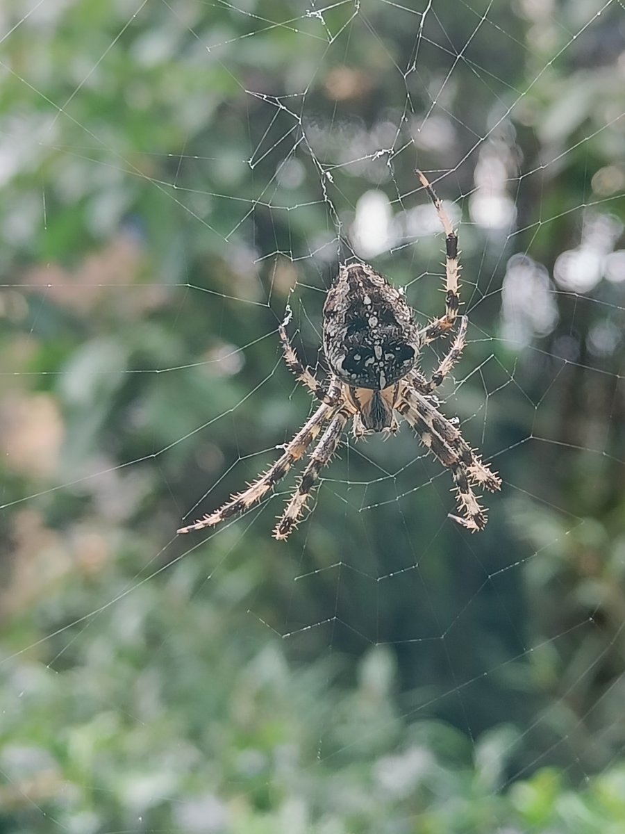 This beautiful garden spider (araneus diadematus) has been outside my window in the same position for at least a month. She's losing legs but still going strong @BritishSpiders #urbanecology #gardenspider @southwarknature