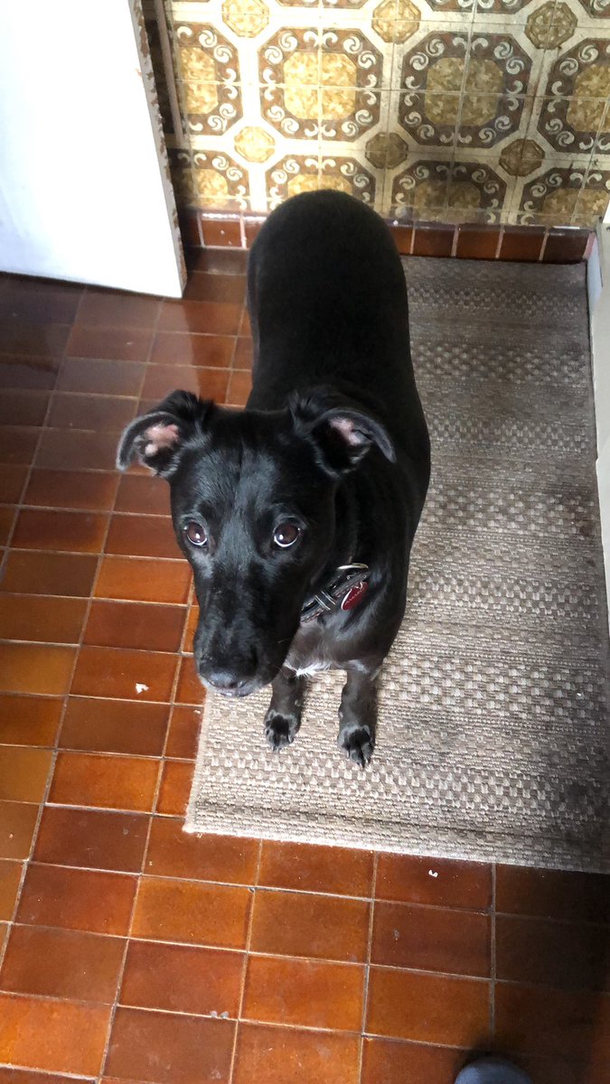 AmaruAlexis1's tweet photo. Se perdió nuestro perro Amaru en el sector de av. Viel cerca de Matta (Santiago centro). Tiene placa y chip. Cualquier info por acá o al +56 9 4003 8305. Agradecería enormemente un RT. #EXTRAVIADO https://t.co/FB1VebxZvr