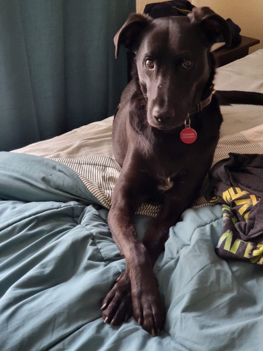 AmaruAlexis1's tweet photo. Se perdió nuestro perro Amaru en el sector de av. Viel cerca de Matta (Santiago centro). Tiene placa y chip. Cualquier info por acá o al +56 9 4003 8305. Agradecería enormemente un RT. #EXTRAVIADO https://t.co/FB1VebxZvr