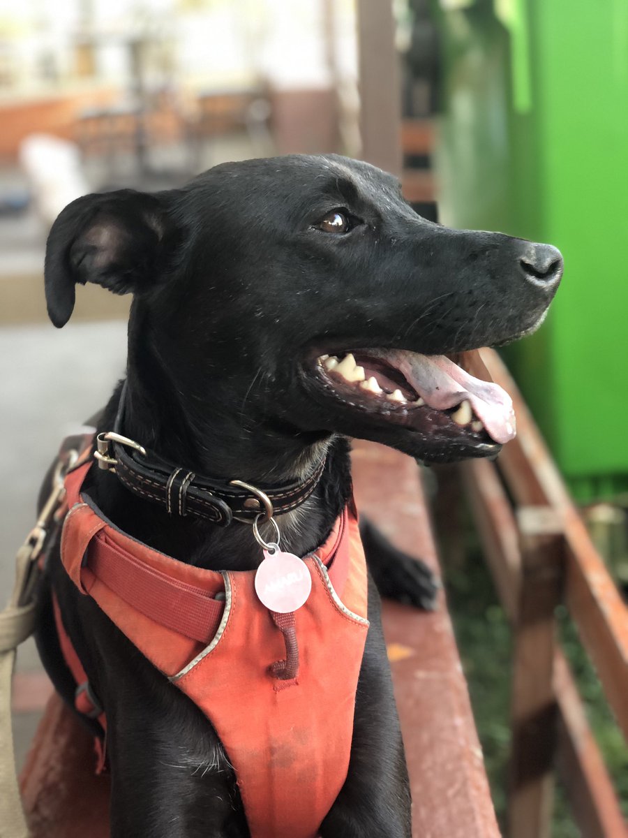 AmaruAlexis1's tweet photo. Se perdió nuestro perro Amaru en el sector de av. Viel cerca de Matta (Santiago centro). Tiene placa y chip. Cualquier info por acá o al +56 9 4003 8305. Agradecería enormemente un RT. #EXTRAVIADO https://t.co/FB1VebxZvr