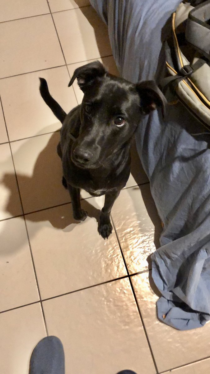 AmaruAlexis1's tweet photo. Se perdió nuestro perro Amaru en el sector de av. Viel cerca de Matta (Santiago centro). Tiene placa y chip. Cualquier info por acá o al +56 9 4003 8305. Agradecería enormemente un RT. #EXTRAVIADO https://t.co/FB1VebxZvr