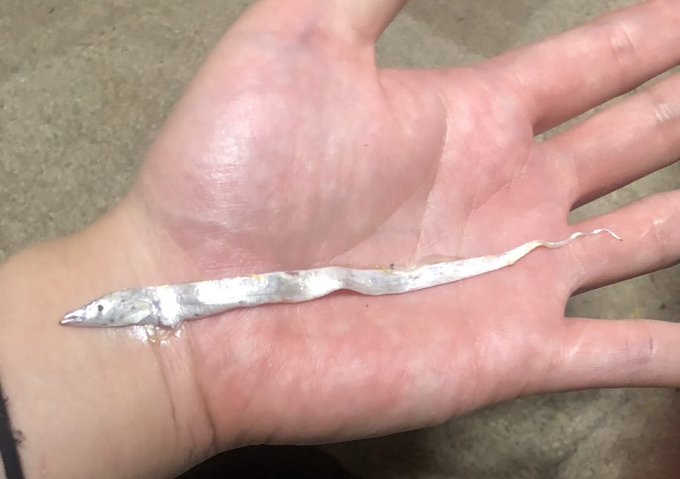 太刀魚のtwitterイラスト検索結果