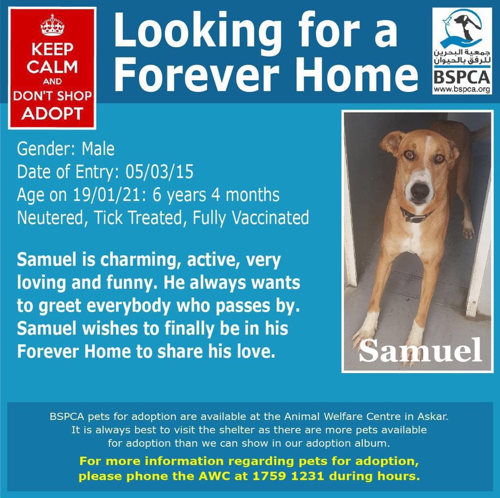 BSPCA (@BSPCA_BH) / Twitter