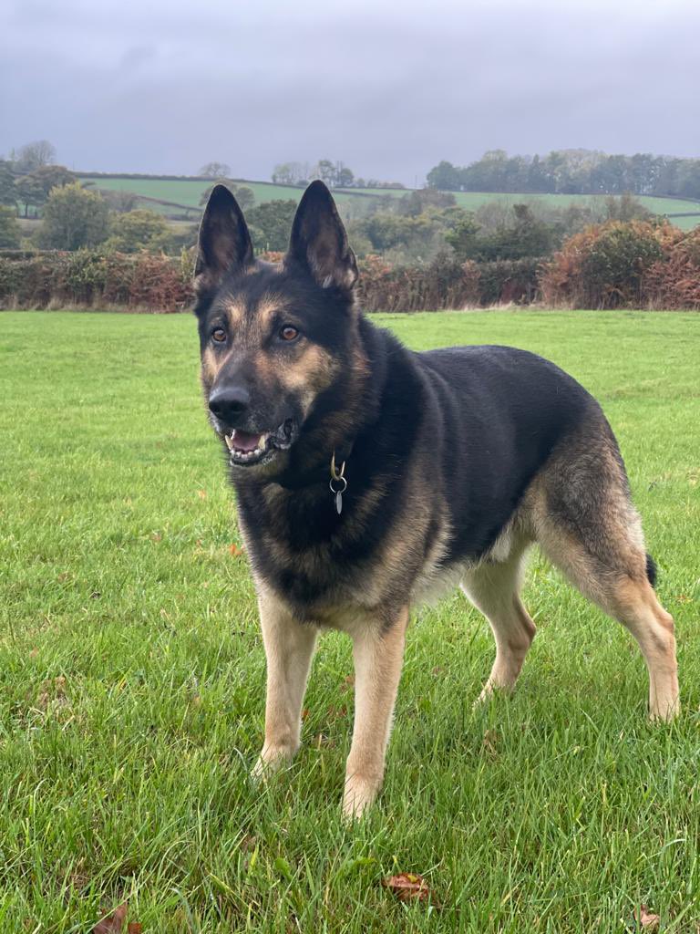 Retired Police Dog Quest tweet media