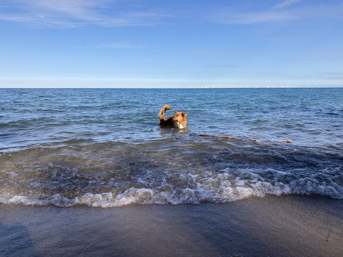 riley_roo_dog's tweet photo. I turn 9 years old today friends! #Birthday #JustKeepSwimming #LakeLife #LakeHuron #BigRedDog #DogsOfCanada #autumn #DogsOfTwitter #OntBlueCoast🌊 #RileyRooDog https://t.co/hSfpd0mrgw