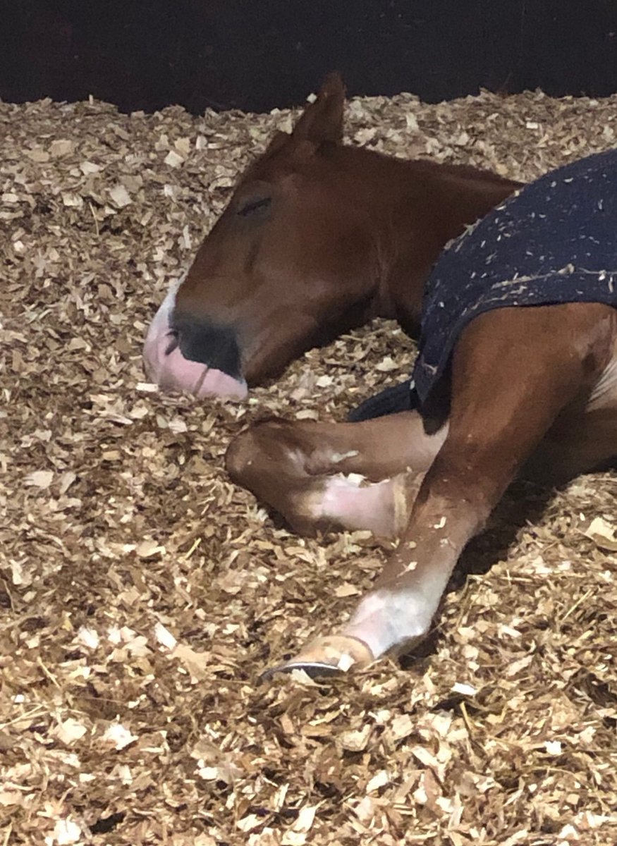 It’s a no from Carter today! 
#StandTall #NotStandingAtAll #PHCarter #WeekendVibes #DontWakeMeBeforeEleven #WhoCanBlameHim 
@BedmaxShavings