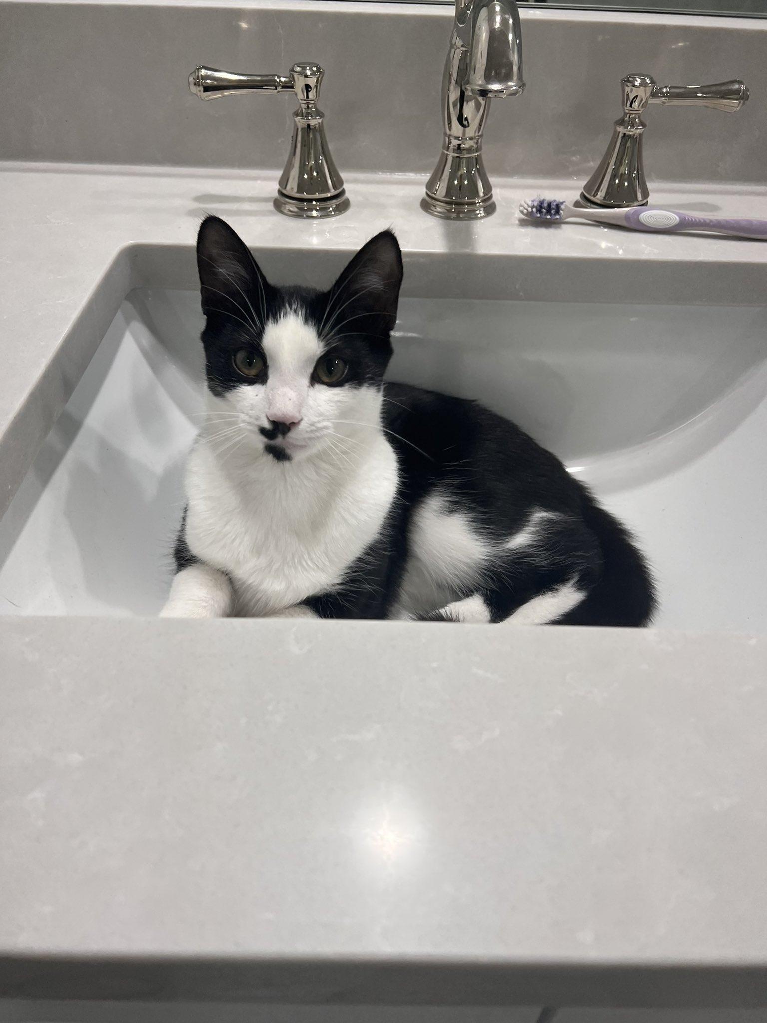 Thea Booysen 🐺 on Twitter "My cat thinks he's water. https//t.co(08)
