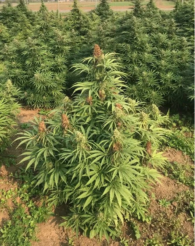 Thriving_luos's tweet photo. 8 MAJOR  USES OF BHANG ( CANABIS SATIVA) IN TRADITIONAL LUO SOCIETY.

1. It was used to treat wounds, the leaves boiled and its water used to clean the wounds.

2. It was  chewed and then stuffed in baby's anus to treat "orienyacha" a diarrhoea among kids under five years old. https://t.co/JvXGr8pERb