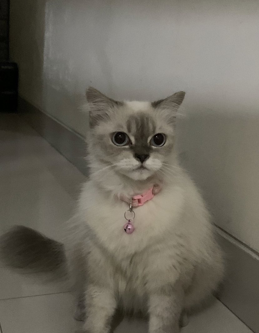 l6vinryu's tweet photo. (JAKARTA, KUCING HILANG)
- bernama jen (himalayan cat)
- saat hilang memakai kalung merah, tanpa bel (seperti foto di akhir)
- bagi yang menemukan sekitar daerah Johar Baru, Jakarta Pusat boleh hubungi dm saya (ig:sarchve)

mohon dibantu RT dan LIKE teman2 semua 🙏 https://t.co/CY46H3wUEQ