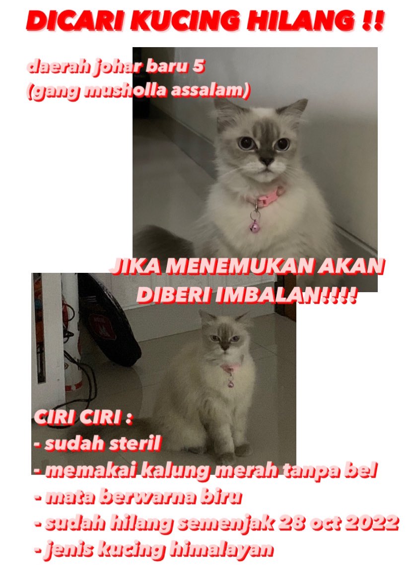 l6vinryu's tweet photo. (JAKARTA, KUCING HILANG)
- bernama jen (himalayan cat)
- saat hilang memakai kalung merah, tanpa bel (seperti foto di akhir)
- bagi yang menemukan sekitar daerah Johar Baru, Jakarta Pusat boleh hubungi dm saya (ig:sarchve)

mohon dibantu RT dan LIKE teman2 semua 🙏 https://t.co/CY46H3wUEQ