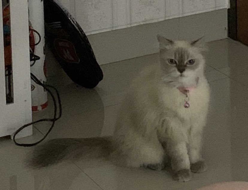 l6vinryu's tweet photo. (JAKARTA, KUCING HILANG)
- bernama jen (himalayan cat)
- saat hilang memakai kalung merah, tanpa bel (seperti foto di akhir)
- bagi yang menemukan sekitar daerah Johar Baru, Jakarta Pusat boleh hubungi dm saya (ig:sarchve)

mohon dibantu RT dan LIKE teman2 semua 🙏 https://t.co/CY46H3wUEQ
