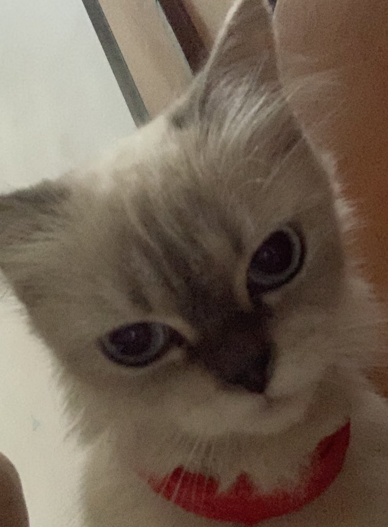 l6vinryu's tweet photo. (JAKARTA, KUCING HILANG)
- bernama jen (himalayan cat)
- saat hilang memakai kalung merah, tanpa bel (seperti foto di akhir)
- bagi yang menemukan sekitar daerah Johar Baru, Jakarta Pusat boleh hubungi dm saya (ig:sarchve)

mohon dibantu RT dan LIKE teman2 semua 🙏 https://t.co/CY46H3wUEQ