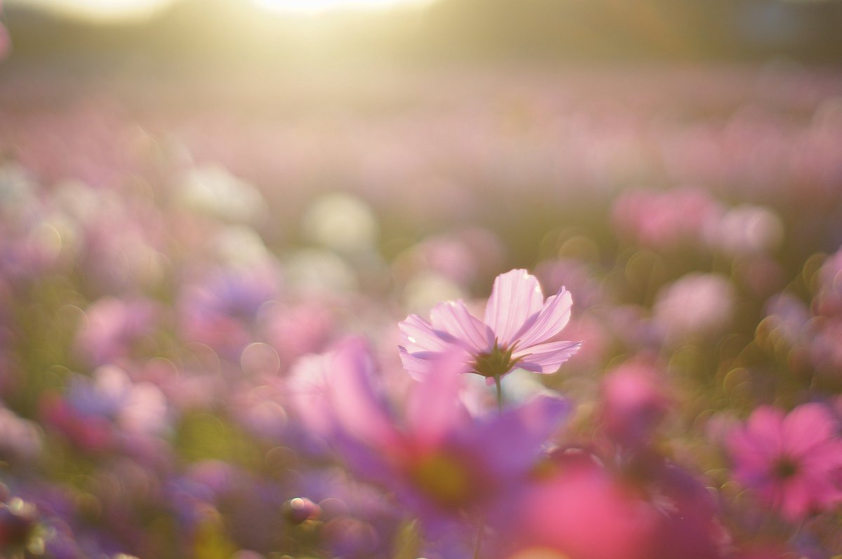 Pfrog6's tweet photo. 今朝 撮ってきた秋桜
おはよう太陽～
 #写真  #秋桜  #朝日
  #写真好きな人と繋がりたい https://t.co/Oyt4ZQuMZ3