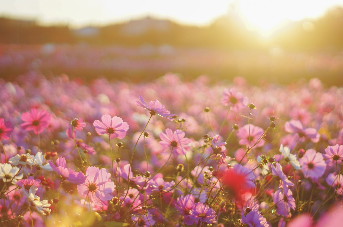 Pfrog6's tweet photo. 今朝 撮ってきた秋桜
おはよう太陽～
 #写真  #秋桜  #朝日
  #写真好きな人と繋がりたい https://t.co/Oyt4ZQuMZ3