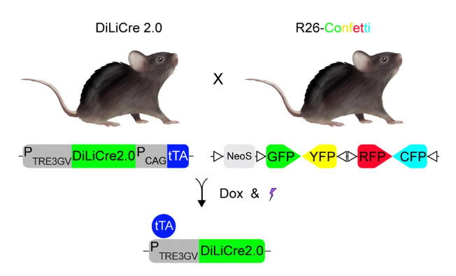 Check out our recent paper <a href="/NatureComms/">Nature Communications</a> on the new DiLiCre mouse model that can be applied for in vivo light-induced mutagenesis and positional cell-tracing by intravital microscopy. Congrats to Miguel Vizoso and all co-authors!🔬🎉
nature.com/articles/s4146…