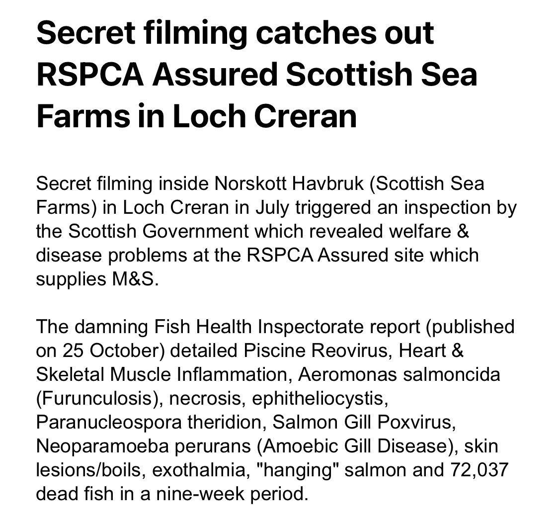 SalmonScotland's tweet photo. THE SCOTTISH SALMON FARMING SCANDAL: https://t.co/ckLP3yfyKb