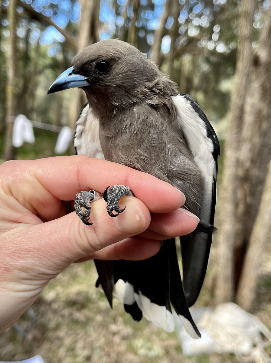 Dusky Woodswallows are such cool birds. #birdbanding #ornithology