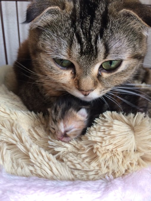 @dale_ver2 我が家でお産まれになった( ˇωˇ ) 